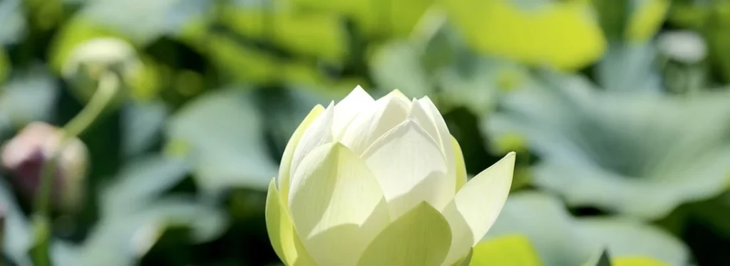 Tarifs une fleur jaune pastel avec d'autres fleurs en fond